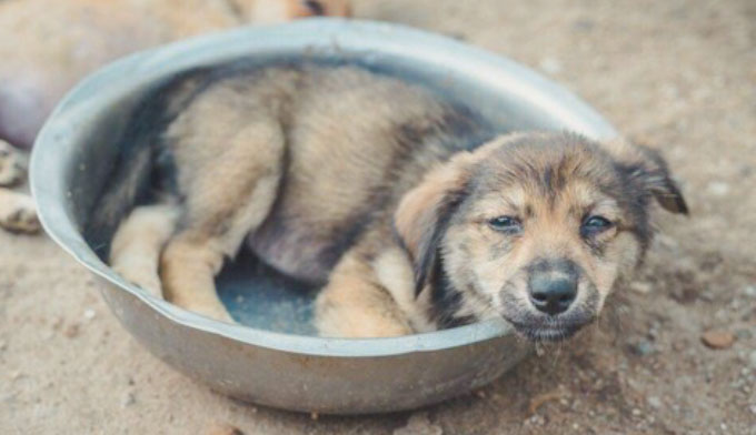 Merci pour ces 15 chiens !