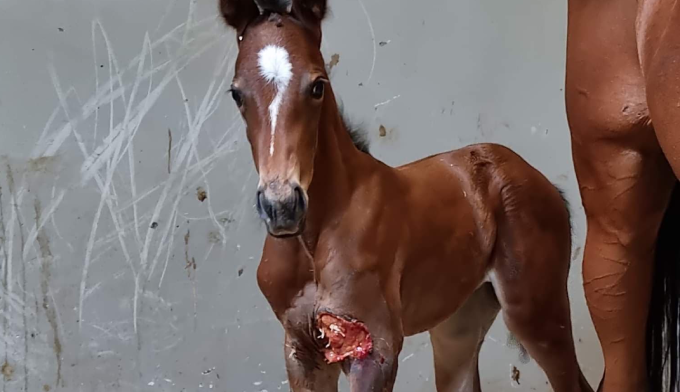 Une naissance surprise... Et ensanglantée !