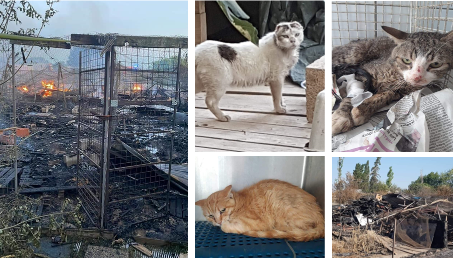 Incendie meurtrier : 19 chats morts